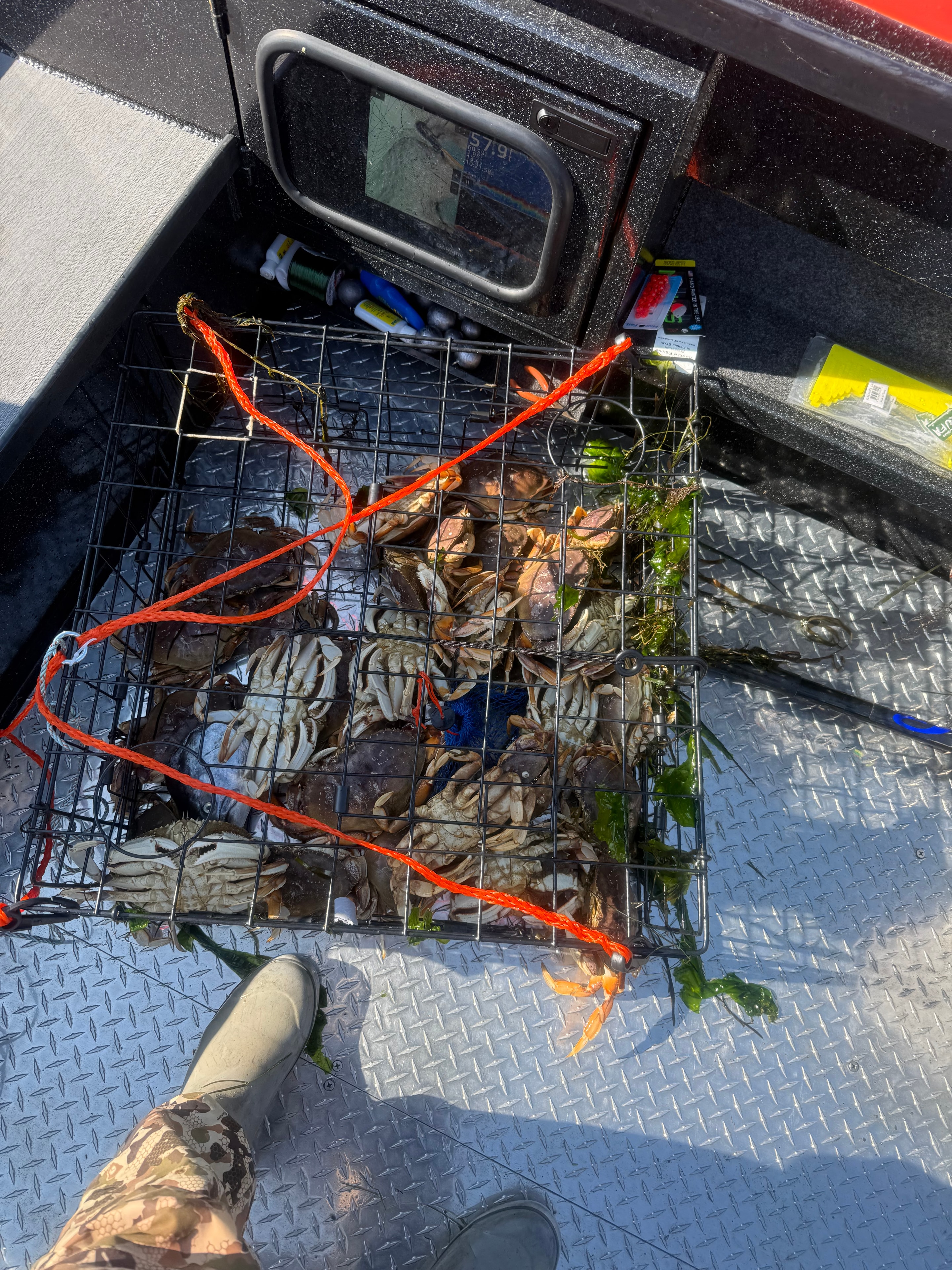 Dungeness Crab