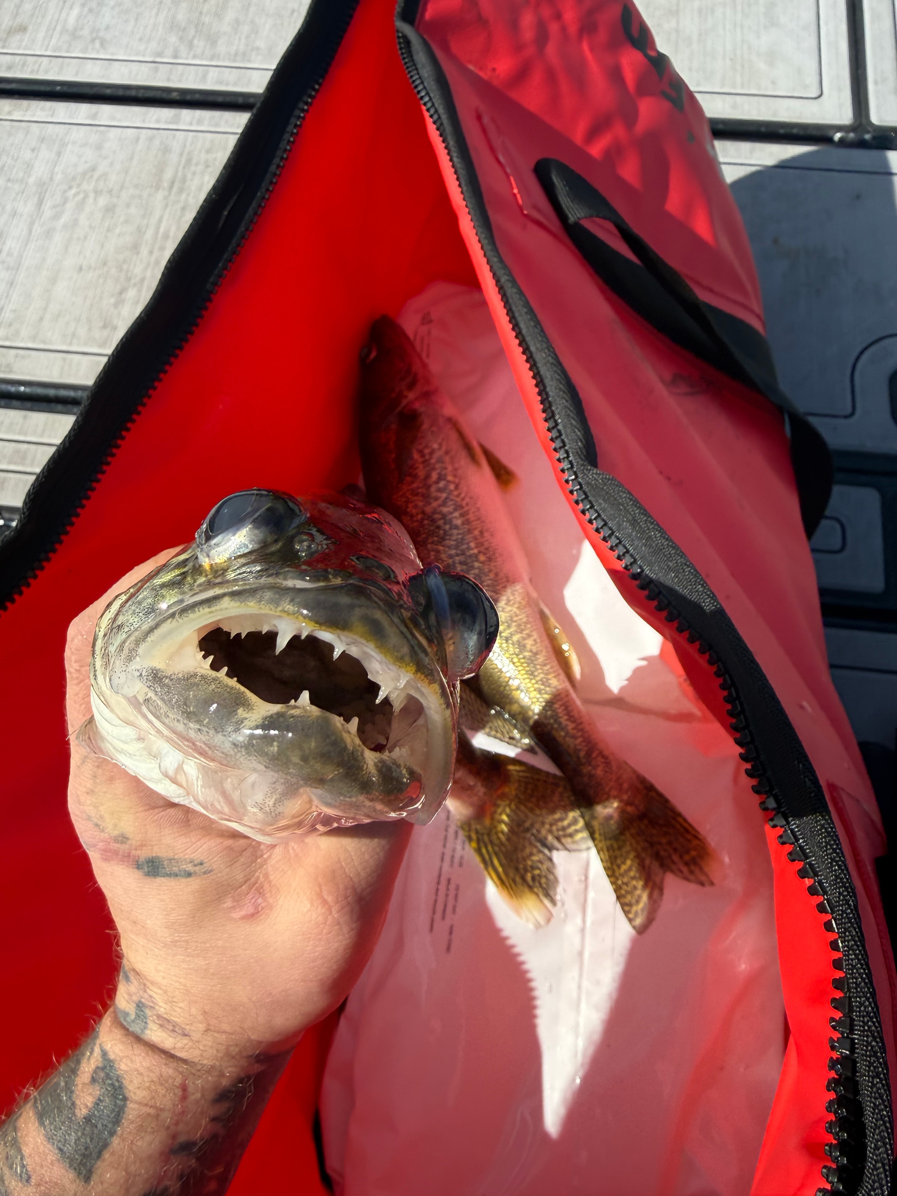Walleye